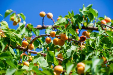 Uygun büyüme ve olgunlaşmayı sağlamak için güneşli bir yere kayısı ağaçları dikin. Sulu, vitamin zengini kayısıları en yoğun oldukları dönemde hasat ederler. Bahçe meraklıları izlemekten zevk alabilirler