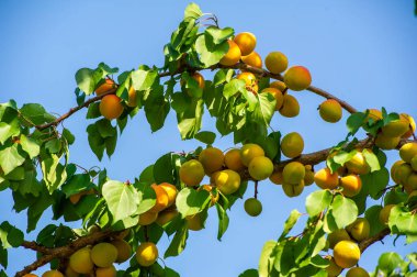 Bahçenizde yetişen kayısı hasadının tadını çıkarın. Vücudunu taze toplanmış kayısıların vitaminleriyle besle. Kayısı ağacının büyümesini ve mevsimlik güneş ışığında büyümesini izle..