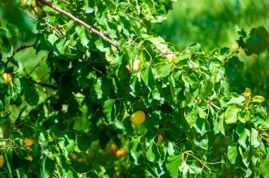 Bahçenizden sulu kayısıları toplayın. Güneş ışığı altında vitamin zengini meyveler yetiştir. Mevsimin bereketli kayısı bolluğunun tadını çıkarın. Yetiştirme ve hasat için bahçeler. Kayısı: çabalarınız için lezzetli bir ödül
