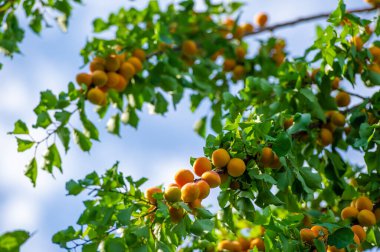 Kayısı vitamin açısından zengindir ve sulu bir tadı vardır. Bir çiftlikte kayısı yetiştirmek verimli bir hasat almanı sağlar. Diyetinizde kayısıların sağlığının tadını çıkarın..