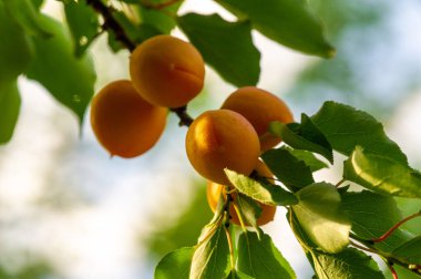 Kayısı, sağlıklı olmak için vitaminlerle dolu sulu meyvelerdir. Çiftliklerde yetişir ve mevsim boyunca hasat edilir. Kayısı yemek besleyici gıdaya katkıda bulunabilir