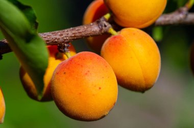 Taze kayısılar sağlığınız için iyi bir vitamin ve besin kaynağıdır. Kayısı ağaçları sulu meyve yetiştirmek ve üretmek için uygun bakıma ihtiyaç duyarlar. Kayısı ekimi hasadı