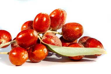 Elaeagnus angustifolia tıbbi özellikleri olan geleneksel bir ilaç bitkisidir. Elaeagnus angustifolia meyveleri genellikle bitkisel tıpta kullanılır. Beyaz arkaplan resimleri