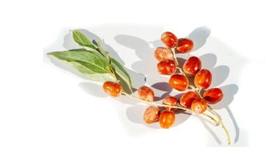 Açık ve profesyonel bir sunum için beyaz arkaplan. Elaeagnus angustifolia meyvesi, geleneksel tıpta kullanılır. Bal bitkisi olarak da bilinir. Ürünlere doğal tatlılık verir..