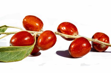 Eleagnus angustifolia tıbbi özellikleri olan geleneksel bir bal bitkisidir. Onbir Angustifolia meyveleri geleneksel tıpta yaygın olarak kullanılır. Resimler beyaz arkaplanda mevcut