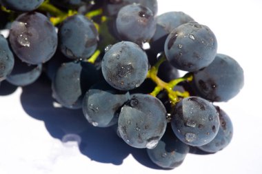Beyaz arka planda sulu siyah üzümler. Şarap ve yemek fotoğrafçıları için ideal. Tazeliği yakalayın ve lezzetli üzümlerin tadını alın..