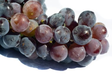 Beyaz arka planda lezzetli ve sulu siyah üzümler. Şarap ve yemek fotoğrafçıları için ideal. Görsel olarak öne çıkan taze ve canlı renkler..