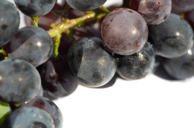 Fotoğraf konsepti: beyaz arka planda siyah üzüm. Şarabın sulu özünü iletir. Şarap reklamcılığı ve promosyon malzemeleri için ideal. Çelişkili renklerle görsel olarak çarpıcı resimler oluştur