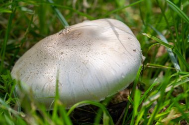 Toprakta yetişen organik şampiyon mantarları. Eşsiz bir şekil, vahşi hayattaki bir şapkayı andırıyor. Vahşi yaşam ekosistemlerini ve biyolojik çeşitliliği destekler.