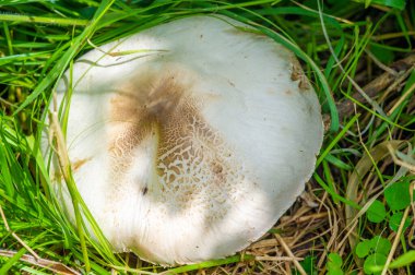 Şampiyon mantarları toprakta yetişir. Karakteristik başlık şekilleri onları kolayca tanınabilir kılıyor. Vahşi yaşam ekosistemlerinin önemli bir parçasıdırlar. Hayvanlar için yiyecek sağlıyorlar..