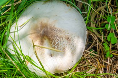 Şampiyon mantarları toprakta yetişir. Karakteristik başlık şekilleri onları kolayca tanınabilir kılıyor. Vahşi yaşam ekosistemlerinin önemli bir parçasıdırlar. Hayvanlar için yiyecek sağlıyorlar..