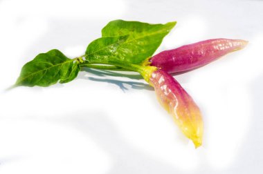 Lezzetli tariflerde kırmızı biber kullan. Renkli yemekler için mor sebze ve meyve toplayın. İlham verici yemekler yaratmak için biber eklemeyi deneyin..