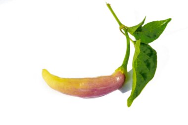 Lezzetli kırmızı biberler seçilmeye hazır çarpıcı bir mor biber çeşidi. Tabaklarınıza taze kırmızı biber dökün..