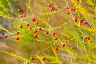 Kırmızı kuşkonmaz meyveleri vitamin ve antioksidan açısından zengindir. Sulu ve olgun. Mevsimlik yemeklere enfes bir katkı. Kuşkonmaz yapraklarından toplanmış. Geleneksel tıpta kullanılır.