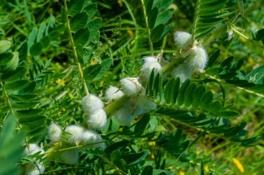 Astragalus siversii. Tıbbi özelliklerinden dolayı geleneksel tıpta popülerdir. Genel sağlık ve refahı geliştirmek için bir tonik olarak kullanılır. Yaşlanma sürecini yavaşlatabilir.