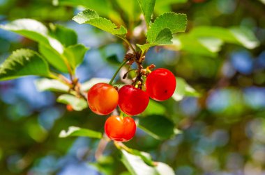 Sağlıklı bir diyet için gerekli vitaminleri içerir. Sulu ve olgun kirazlar atıştırmak için idealdir. Vejetaryen diyeti için ideal. Sağlığınızı ve sağlığınızı iyileştirmek için harika bir yol..