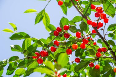 Besin zengini kirazlar sağlıklı bir diyet için gerekli vitaminleri sağlar. Sulu ve olgun kirazlar lezzetli bir vejetaryen aperatiftir. Doğal faydaları sayesinde vişneler genel refahı arttırıyor.