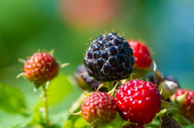 İçinde siyah ahududu, cumberland ve böğürtlen özü var. Vitamin ve antioksidan açısından zengin. Doğal malzemelerden üretilen yüksek kaliteli ürün..