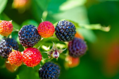 Tat vermesi için siyah ahududu ve Cumberland böğürtlenleri içeriyor. Fazladan sağlık sigortası için vitamin açısından zengin. Doğal malzemelerden üretilen yüksek kaliteli ürün..