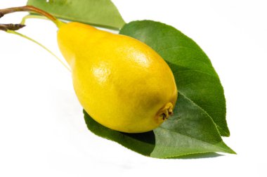 Büyüleyici fotoğrafçılık yoluyla olgun ve sulu armutların özünü yakalayın. Vitamin zengini bu meyvenin sağlığa faydalarını gösterin. Armut toplama mevsimi için kırsal ve vejetaryen bir tema oluşturun.