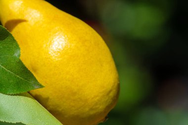 Fotoğraflarınızdaki taze armutların sulu güzelliğini yakalayın. Resimlerindeki canlı renkleri ve olgun armutların dokusunu göster. Bu vitamin zengini meyvenin sağlık yararlarını öğrenin