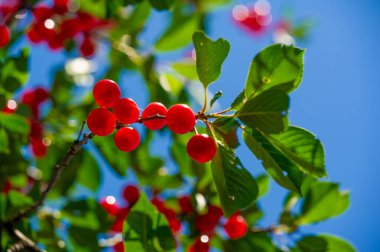 Doğal bir vitamin ve antioksidan kaynağı. Sulu ve olgun kirazlar atıştırmak için idealdir. Vejetaryen ya da bitkisel beslenmeye mükemmel bir katkı. Besin zengini kirazlarla sağlığınızı artırır.