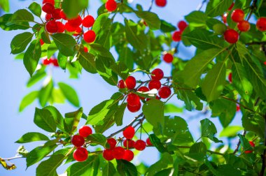 Doğal bir vitamin ve antioksidan kaynağı. Sulu ve olgun kirazlar atıştırmak için idealdir. Vejetaryen ya da bitkisel beslenmeye mükemmel bir katkı. Besin zengini kirazlarla sağlığınızı artırır.