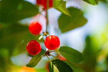 Taze kiraz harika bir vitamin ve antioksidan kaynağıdır. Sulu ve olgun kirazlar lezzetli ve sağlıklı bir atıştırmalıktır. Kirazlar herkesin sevebileceği bir vejetaryen meyvesidir..