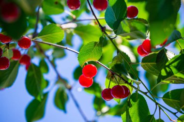 Besin zengini kirazlar ve C vitamini sulu ve sağlığınız için iyi olan olgun kirazlar. Vejetaryen diyeti için ideal. Lezzetli ve sağlıklı atıştırma seçeneği