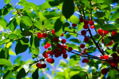 Sağlıklı bir diyet için gerekli vitaminleri içerir. Sulu ve olgun kirazlar atıştırmak için idealdir. Vejetaryen diyeti için ideal. Genel sağlık ve refahı teşvik eder..