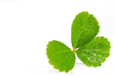 Çilek yaprağı tazeliği ve doğal sağlığı sembolize eder. Sapı tasarıma biraz zarafet katıyor. Bitkisel ilaç, homeopati ve aromaterapi ile ilgili ürünler için ideal..