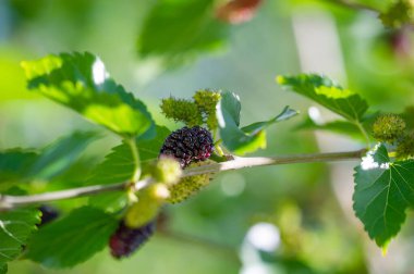Geleneksel dut kullanımı hakkında bilgi edinin. Morus bitkisinin müshil etkisini öğrenin. Dut yemenin sağlık yararlarını öğrenin..
