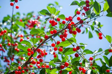 Sağlıklı bir diyet için gerekli vitaminleri içerir. Sulu ve olgun kirazlar lezzetli bir atıştırmalık olur. Vejetaryen diyeti için ideal. Genel sağlık ve refahı artırır.