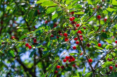 Kirazlar vitamin ve antioksidan açısından zengindir. Sulu ve olgun kirazlar sağlıklı bir atıştırmalıktır. Vejetaryenler bu lezzetli meyvenin tadını çıkarabilirler. Rejimine kiraz da dahil.