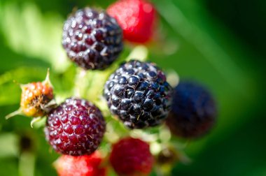 Siyah ahududu ve böğürtlen harika bir vitamin kaynağıdır. Her tat için sulu ve olgun meyveler. Vejetaryen diyeti için ideal. Bu böğürtlenlerin tadını çıkar..