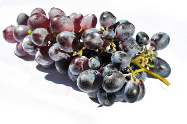 Hasat mevsiminde üzüm bağının güzelliğinin tadını çıkar. Şaraba dönüşmüş olgun üzümlerin tadını çıkar. Violet