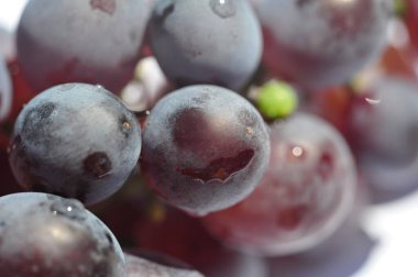 Hasat mevsiminde üzüm bağının güzelliğinin tadını çıkar. Olgun üzümlerden yapılan lezzetli şarabı deneyin. Şarap yapma sürecini üzümden cama öğrenin.