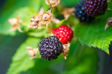 Lezzetli ve sulu siyah ahududu ve böğürtlen. Sağlıklı bir atıştırmalık için vitamin dolu. Lezzetli bir ziyafet arayan vejetaryenler için ideal.