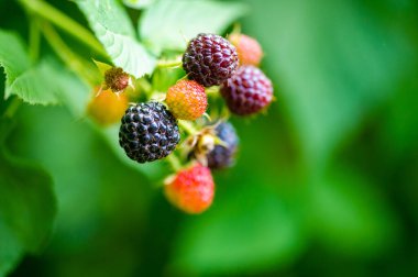 Lezzetli ve sulu siyah ahududu ve böğürtlen vitamin açısından zengindir ve vejetaryen diyeti için idealdir. Sağlıklı bir atıştırmalık ya da tatlı olarak olgun ve lezzetli meyvelerin tadını çıkar..