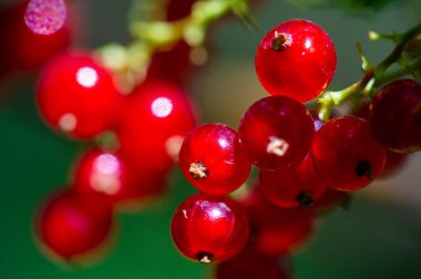 Güzel bir bokeh etkisi ve sığ bir alan derinliği var. Canlı kırmızı frenk üzümlerinin çarpıcı yakın çekim görüntüleri. Kırmızı üzümlerin karmaşık detaylarını ve dokularını yakalıyorum..
