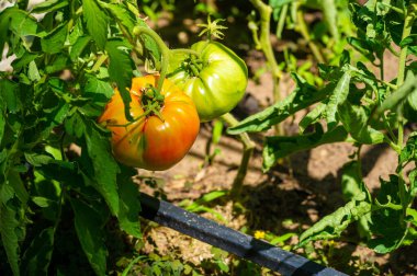 Taze Organik Domatesler Doğada Yeşiller ve Sağlıklı Seçenekler Sürdürülebilir Tarım Uygulamaları Sağlıklı Bir Yaşam İçin Doğal Büyüme