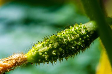 Taze, taze tadı yaz salataları için idealdir. Cilt bakımı yemeklere eşsiz bir görünüm kazandırıyor. Mükemmel bir vitamin ve besin kaynağı..