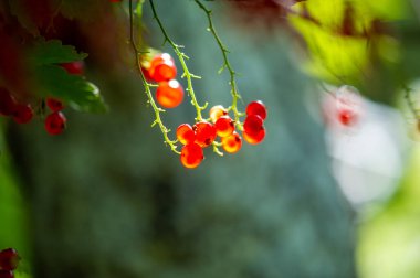 Bulanık arkaplan efektiyle çarpıcı görüntüler oluştur. Kırmızı frenk üzümü fotoğraflarının odak noktası olacak. Bu fotoğraf tekniğiyle kırmızı kuşüzümlerinin güzelliğini ve canlılığını yakalayın..