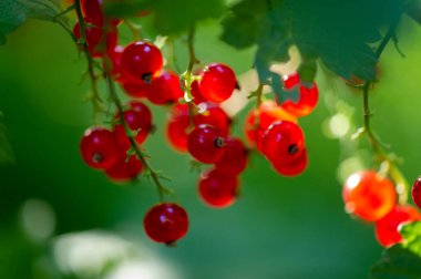 Bulanık arka plan efektli çarpıcı bir fotoğraf. Çok güzel bir frenk üzümü. Doğanın karmaşık detaylarını yakalıyorum..