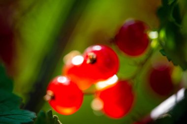 Yüzeyin sığ derinliği ile şaşırtıcı bokeh etkisi keskin bir odak noktasında bulanık arkaplan üzerinde güzel kırmızı üzümler kırmızı kuşüzümlerin karmaşık detaylarını ve canlı renklerini yakalar