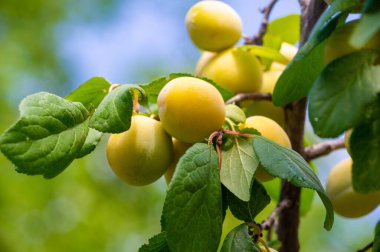 Taze kayısılar C vitamini bakımından zengindir ve iyi sağlık için temel besinleri sağlar. Kayısı ağaçları başarılı bir hasat için uygun bakım ve bakım gerektirir..