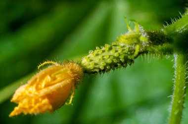 Taze ve taze yeşil salatalık ve narin çiçekler. Salata, turşu ve abur cubur için ideal. En iyi tat ve doku için maksimum tazelikte toplandı.