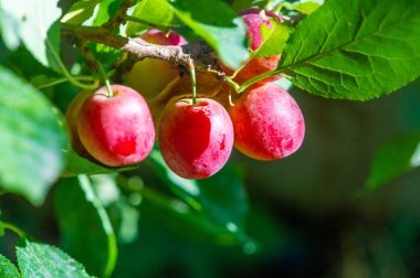 Erik vitamin açısından zengin sulu bir meyvedir. Bahçıvanlık meraklıları erik ağaçları yetiştirebilirler. Olgun erikler lezzetli ve sağlıklı bir atıştırmalıktır..