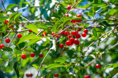 Kiraz, vitamin açısından zengin sulu ve olgun bir meyvedir. Sadece lezzetli değil, aynı zamanda besleyici bir vejetaryen atıştırmalığı. İlave sağlık yardımları için diyetinize vişne de ekleyin.
