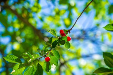 C vitamini ve antioksidan dolu. Sulu ve olgun kirazlar lezzetli bir atıştırmalıktır. Vejetaryen diyeti ve genel sağlık için ideal..